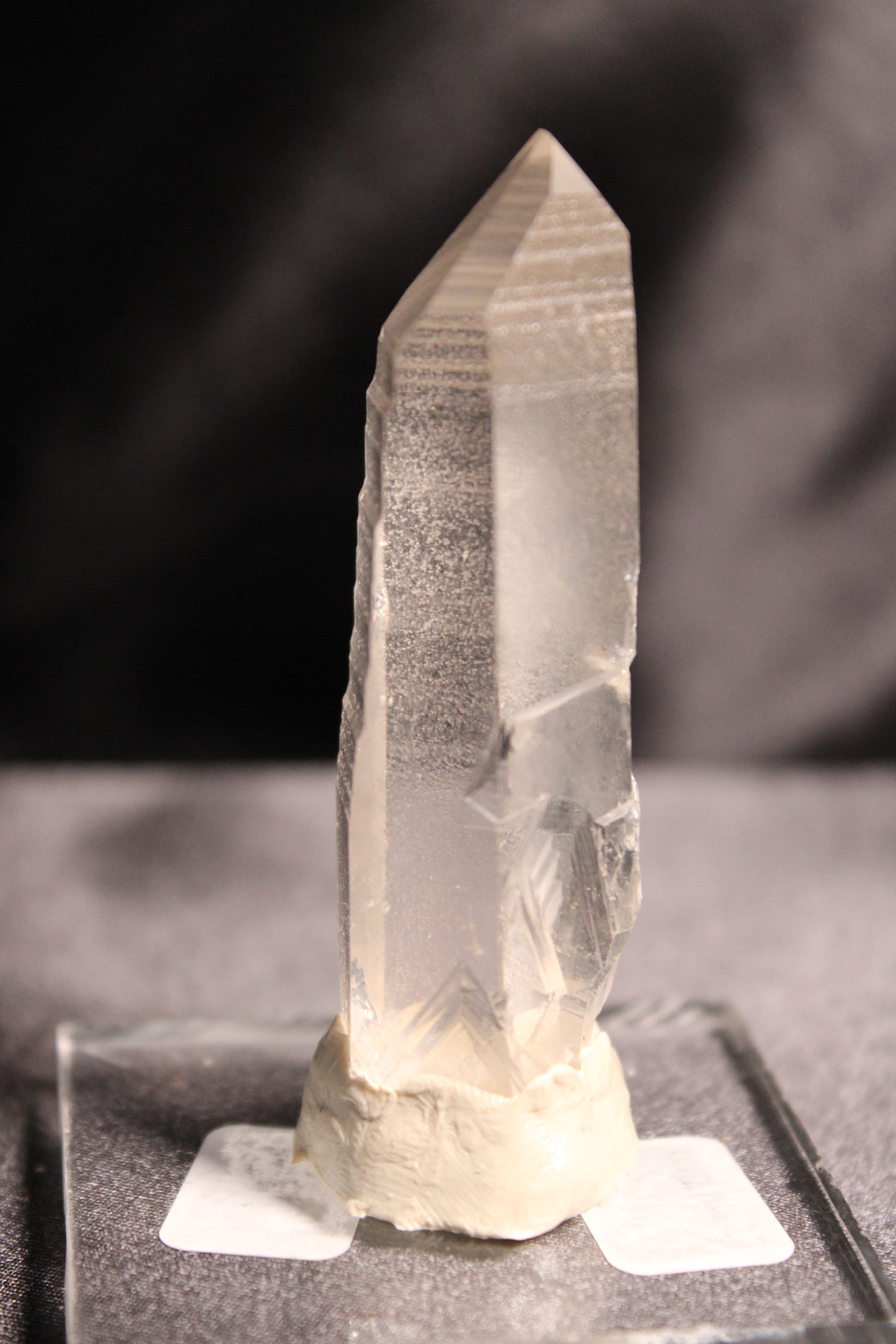 Columbian Lemurian | F29 w/stand