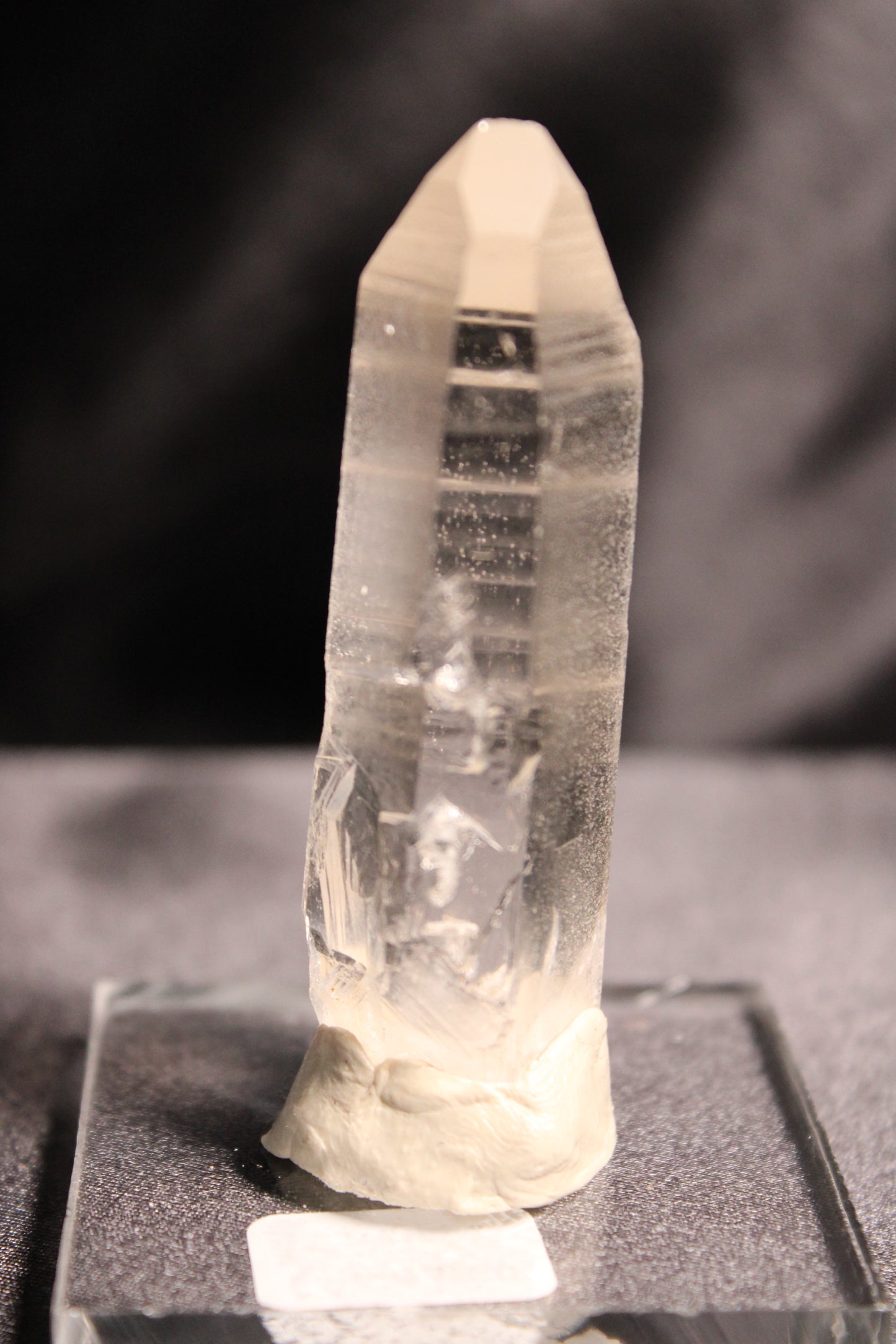 Columbian Lemurian | F29 w/stand