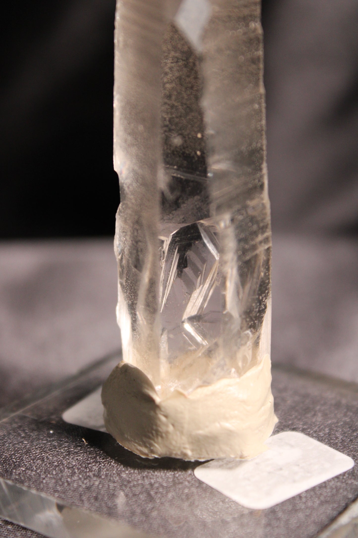 Columbian Lemurian | F29 w/stand