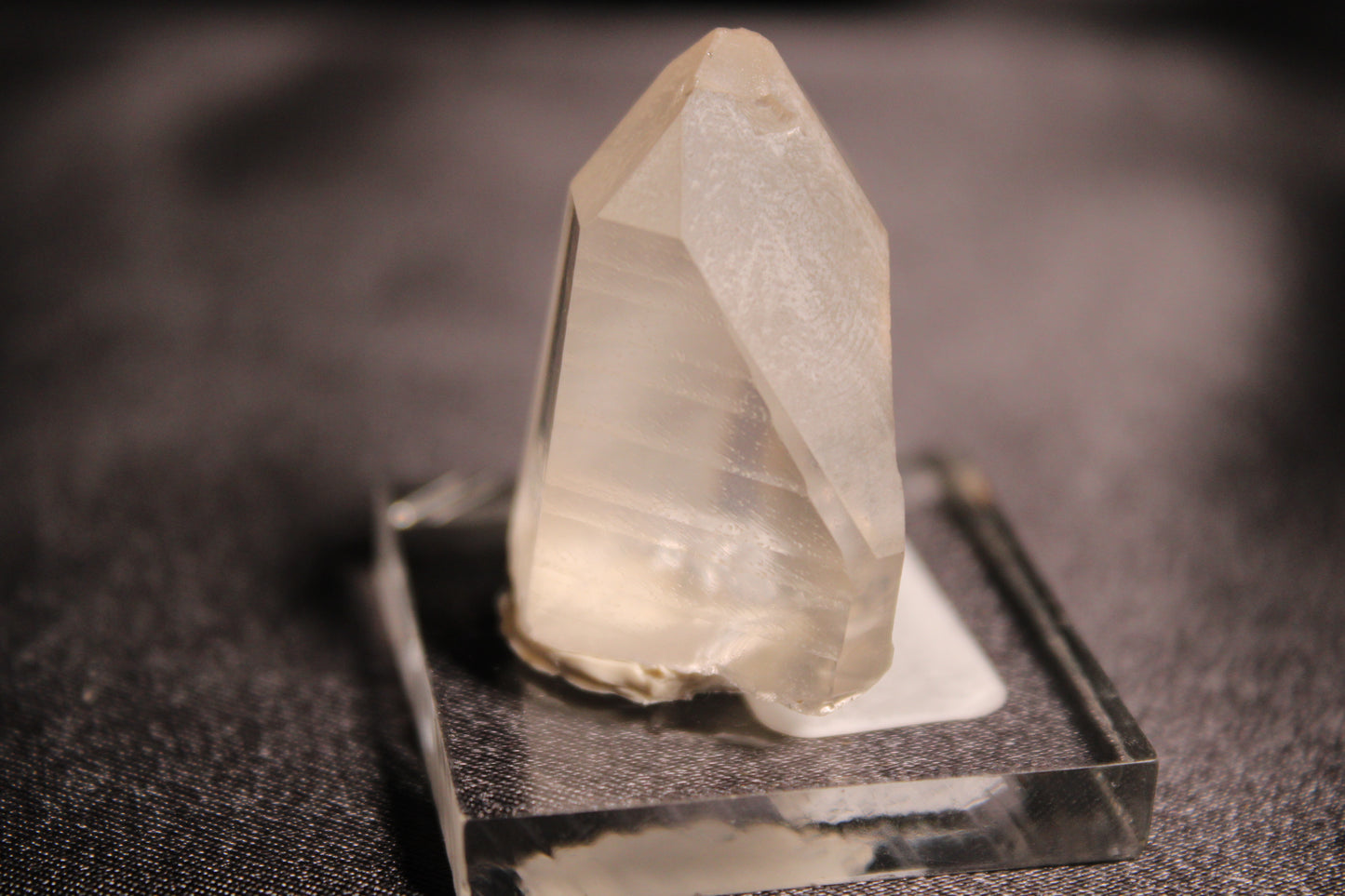 Columbian Lemurian | C15 w/stand