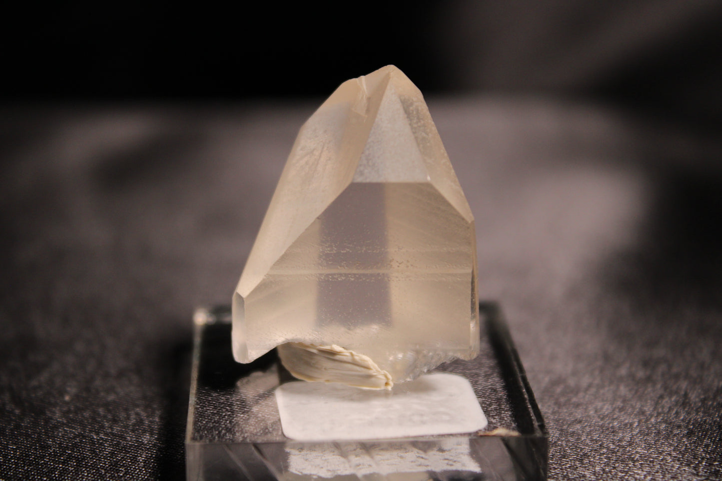 Columbian Lemurian | C15 w/stand