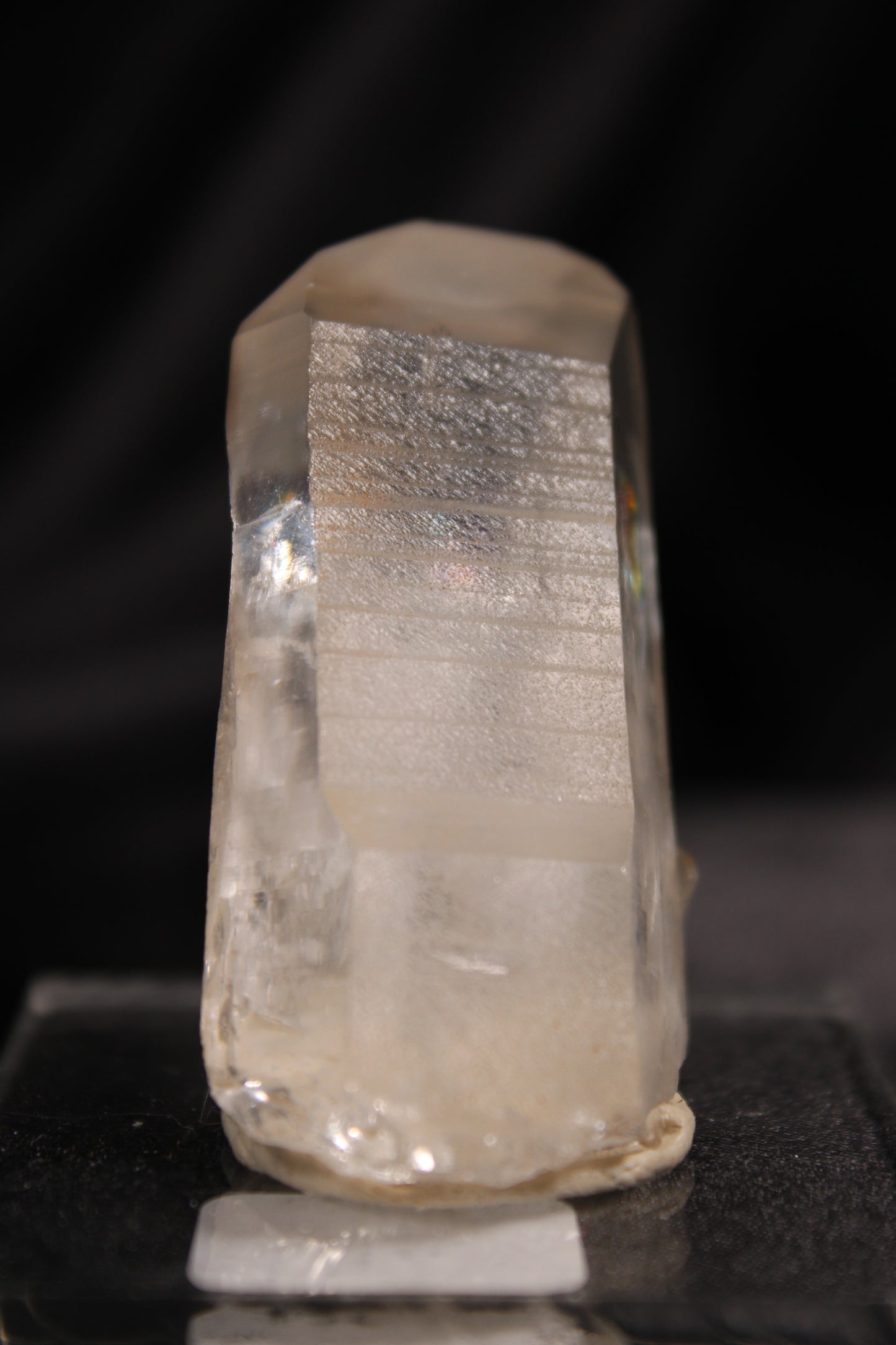 Columbian Lemurian | A42 w/stand
