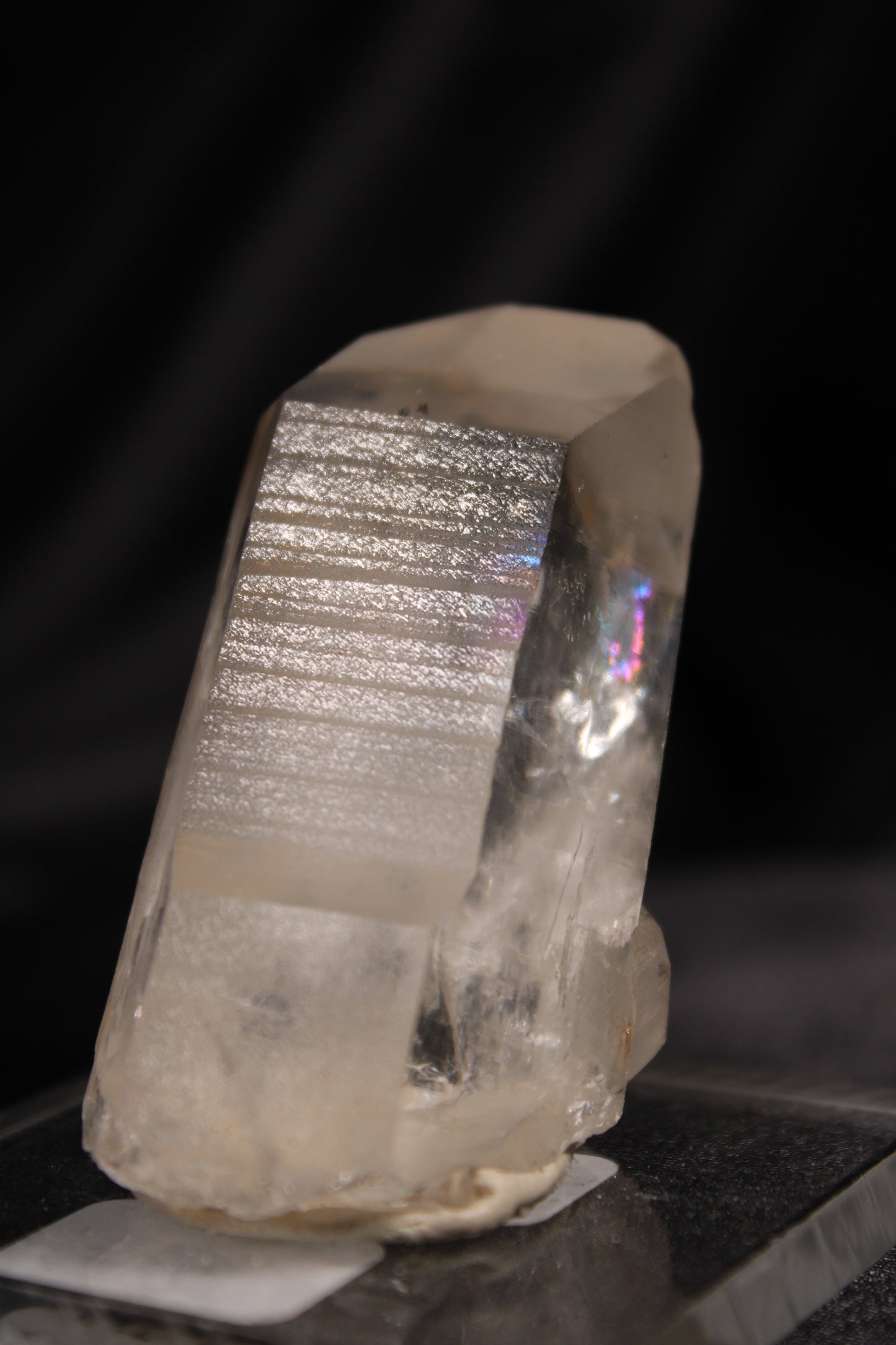 Columbian Lemurian | A42 w/stand