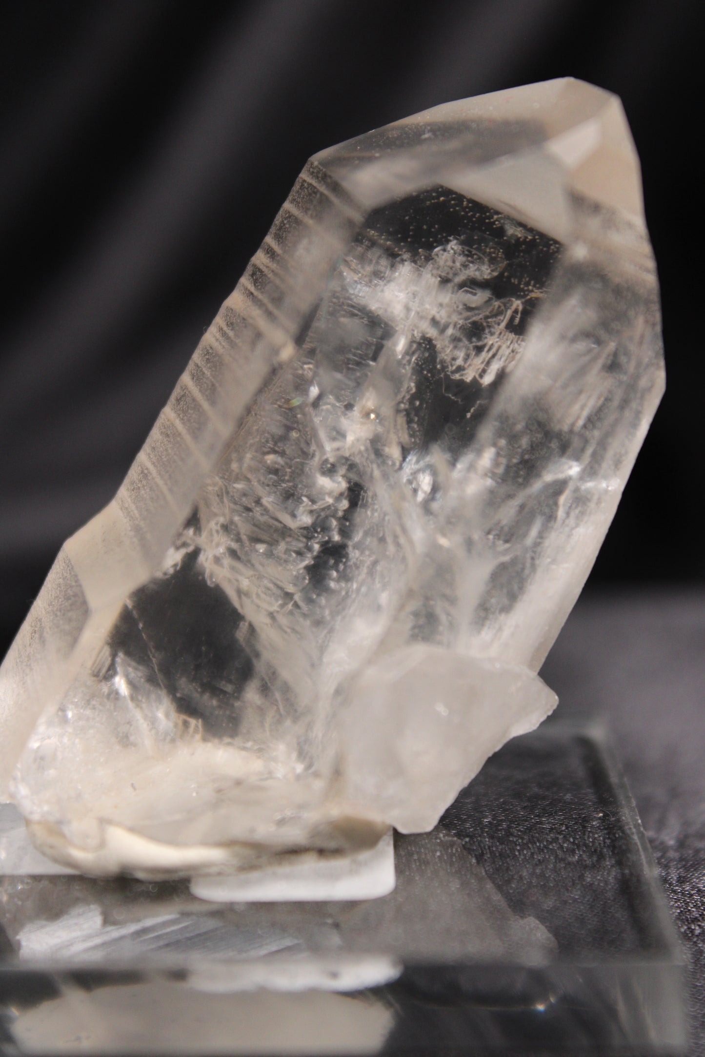 Columbian Lemurian | A42 w/stand