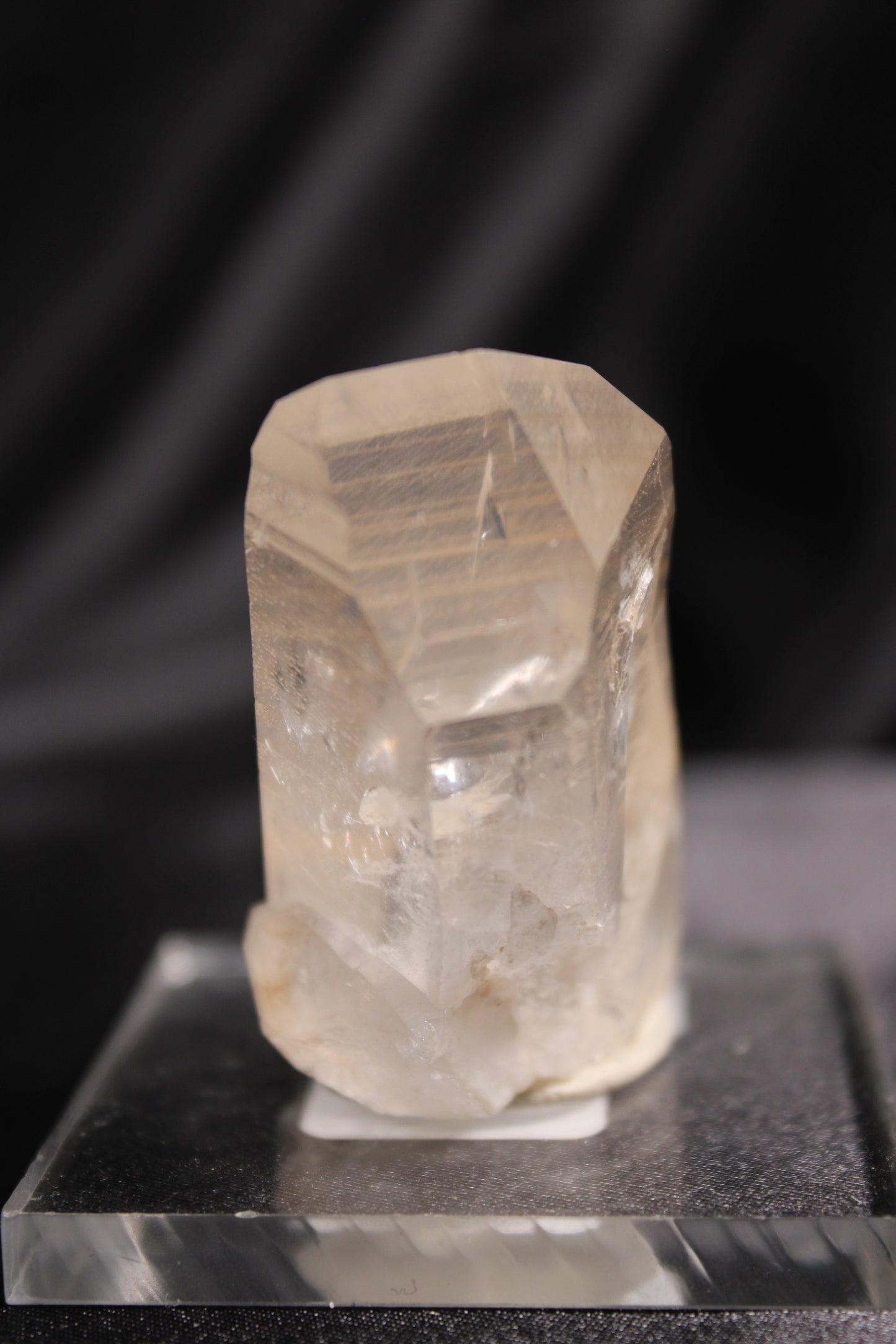 Columbian Lemurian | A42 w/stand
