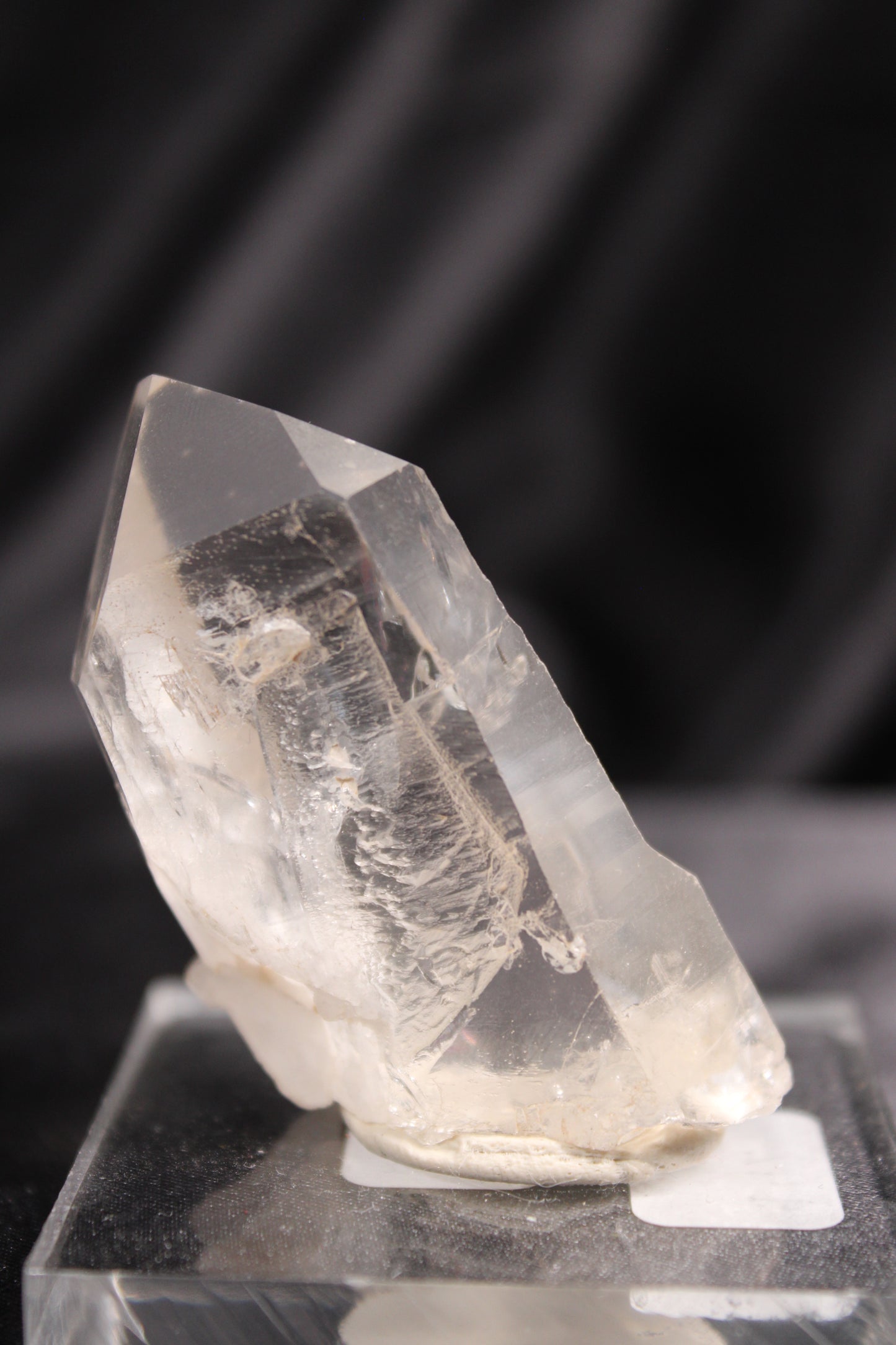 Columbian Lemurian | A42 w/stand