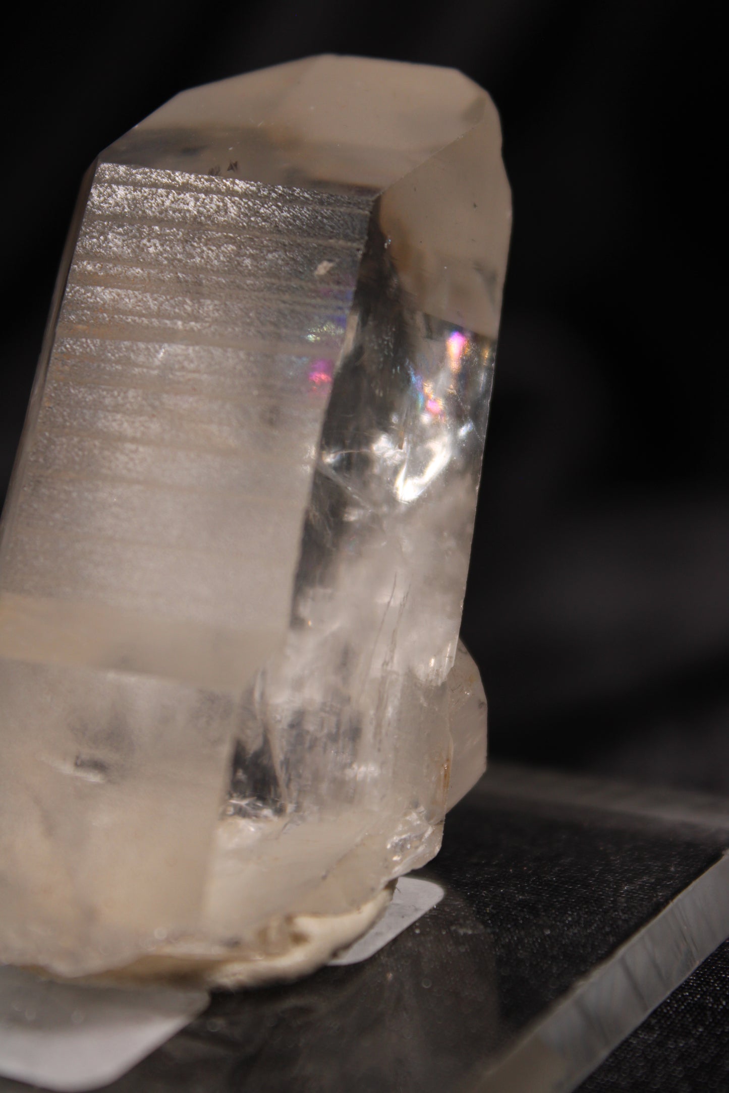 Columbian Lemurian | A42 w/stand