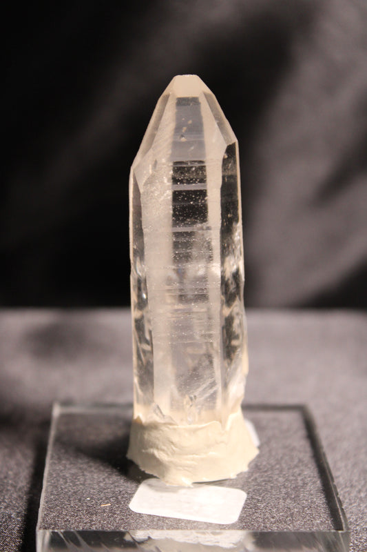 Columbian Lemurian | F29 w/stand